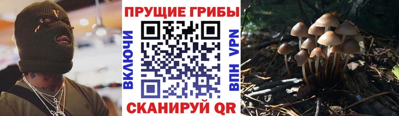 Псилоцибиновые грибы Psilocybine cubensis  Тюмень 